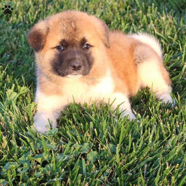 Cooper, Akita Puppy